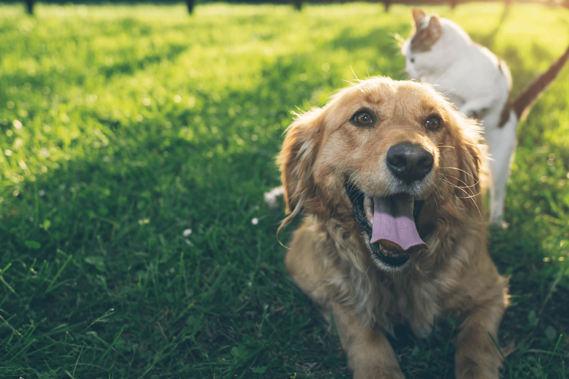Willowbrook Veterinary Hospital Tigard, Oregon