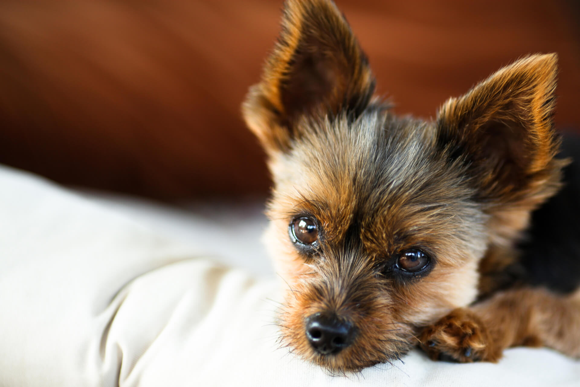 Willowbrook Veterinary Hospital Tigard, Oregon