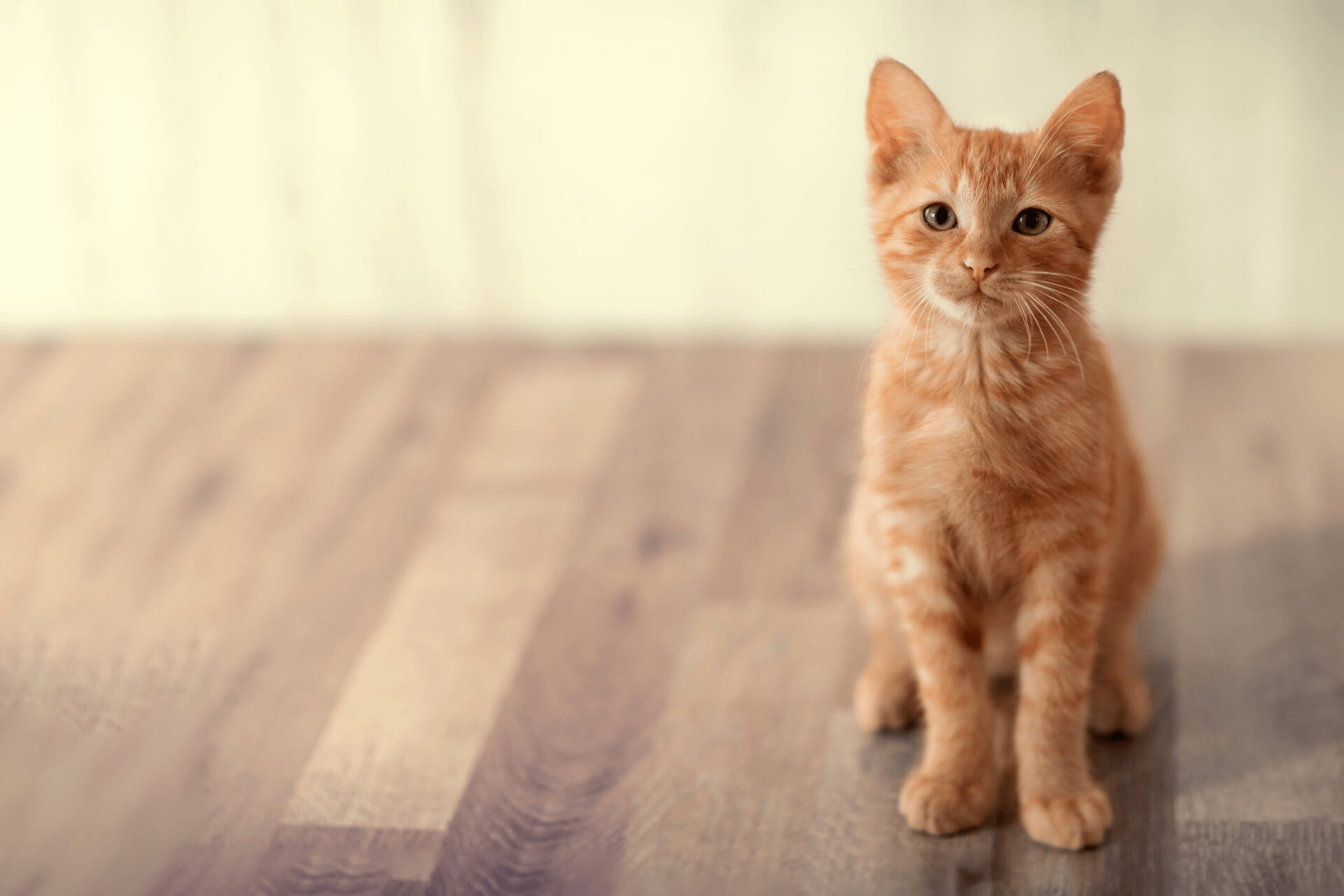 Willowbrook Veterinary Hospital AAHA Accredited