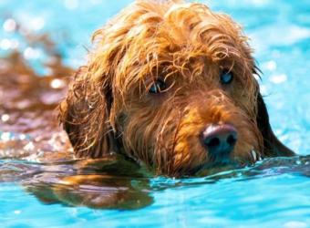 How To Avoid Losing Your Pet To Secondary Drowning