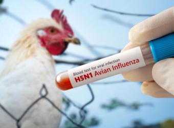 Understanding H5N1 and How to Protect Your Pets